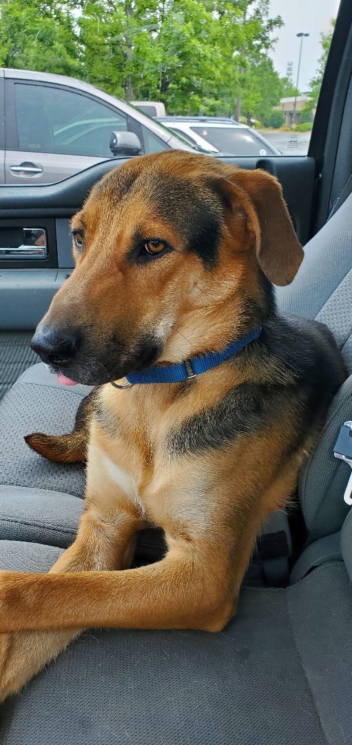 Diesel, a Adopted mixed breed in Salem, AL image 3/8