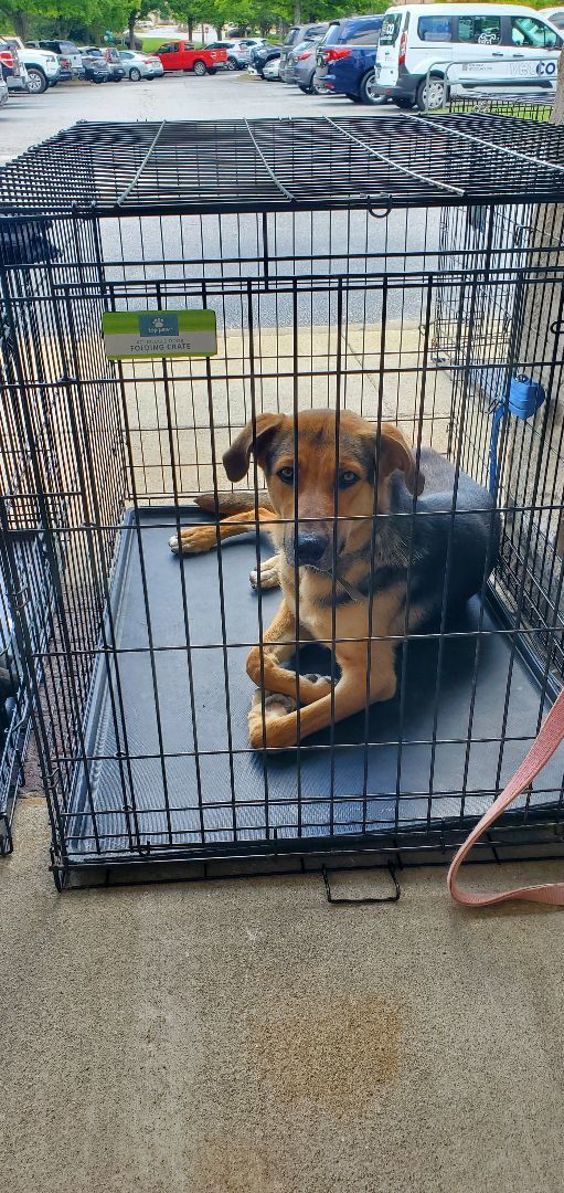 Diesel, a Adopted mixed breed in Salem, AL image 4/8