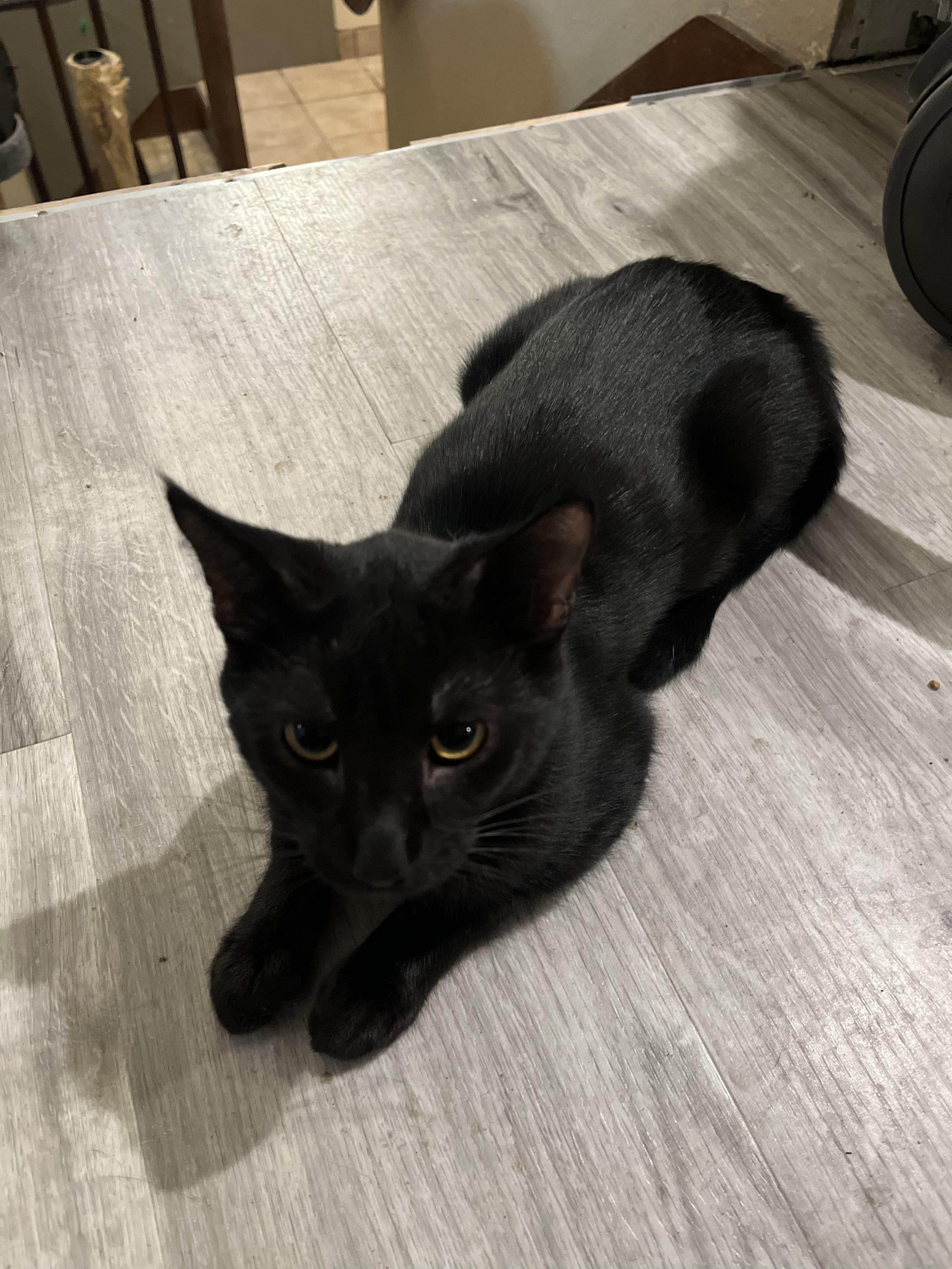 Gamma, ADOPTABLE, Young Male Domestic Short Hair.