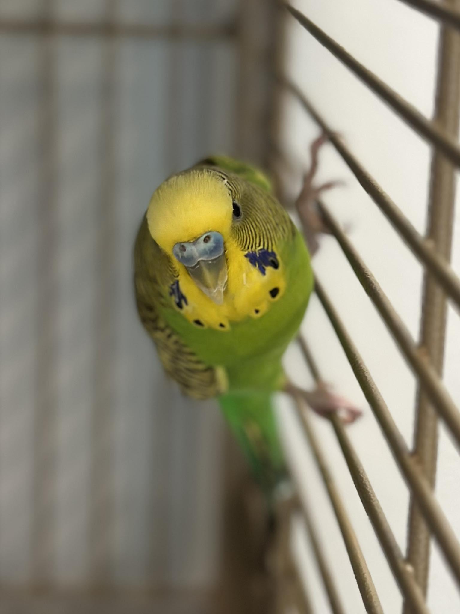 Rio , adopted, Adult Male Parakeet (Other).