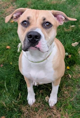 NORA, Adoptable, Young Female Pit Bull Terrier & Mixed Breed.
