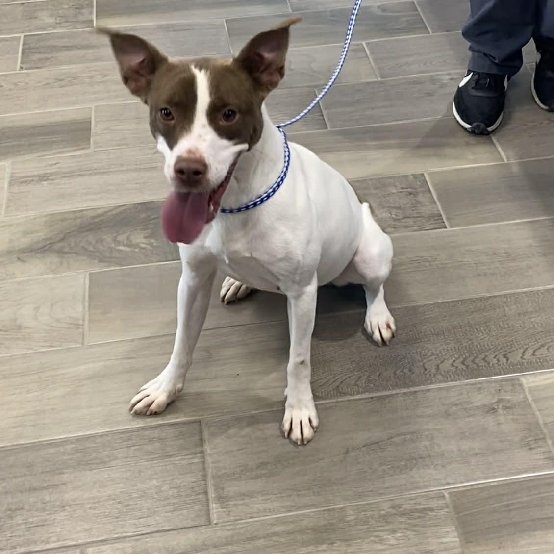 Suki, ADOPTABLE, Adult Female Terrier.