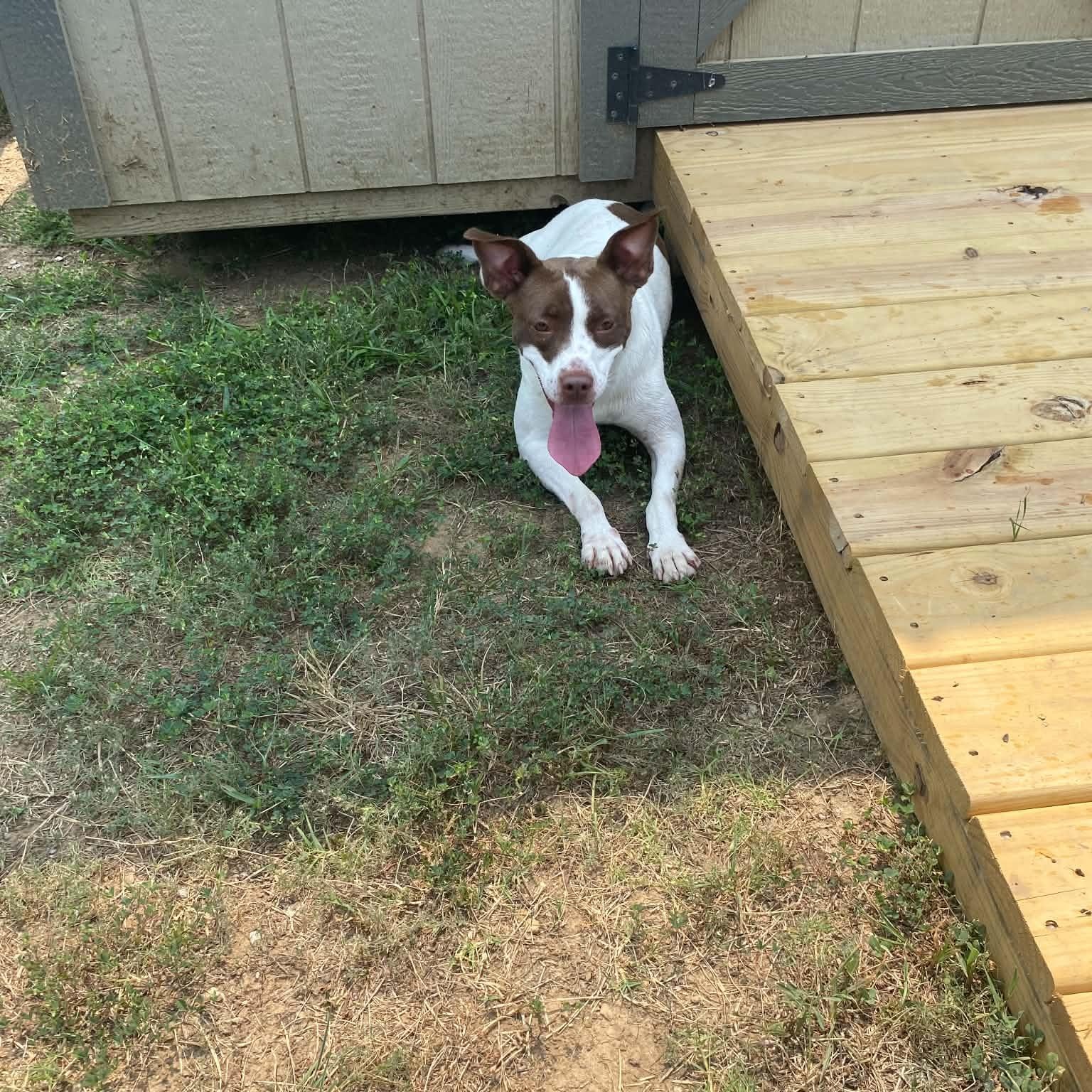 Suki, Adoptable, Adult Female Terrier.
