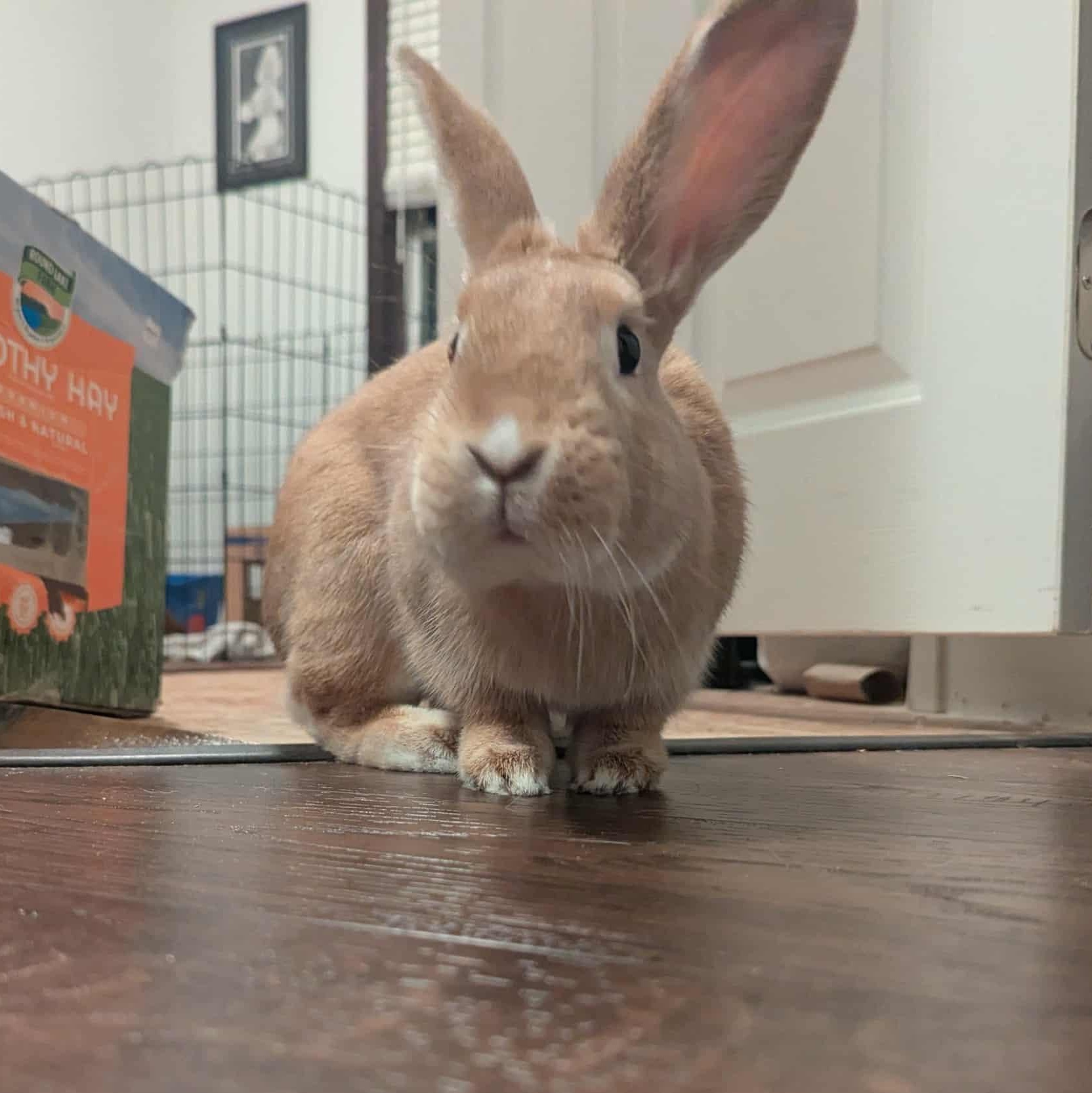 Iridium, Adoptable, Adult Female Lionhead.