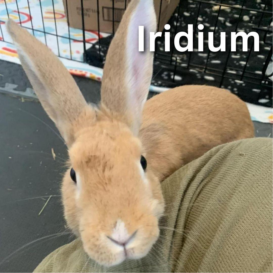 Iridium, Adoptable, Young Female Lionhead.
