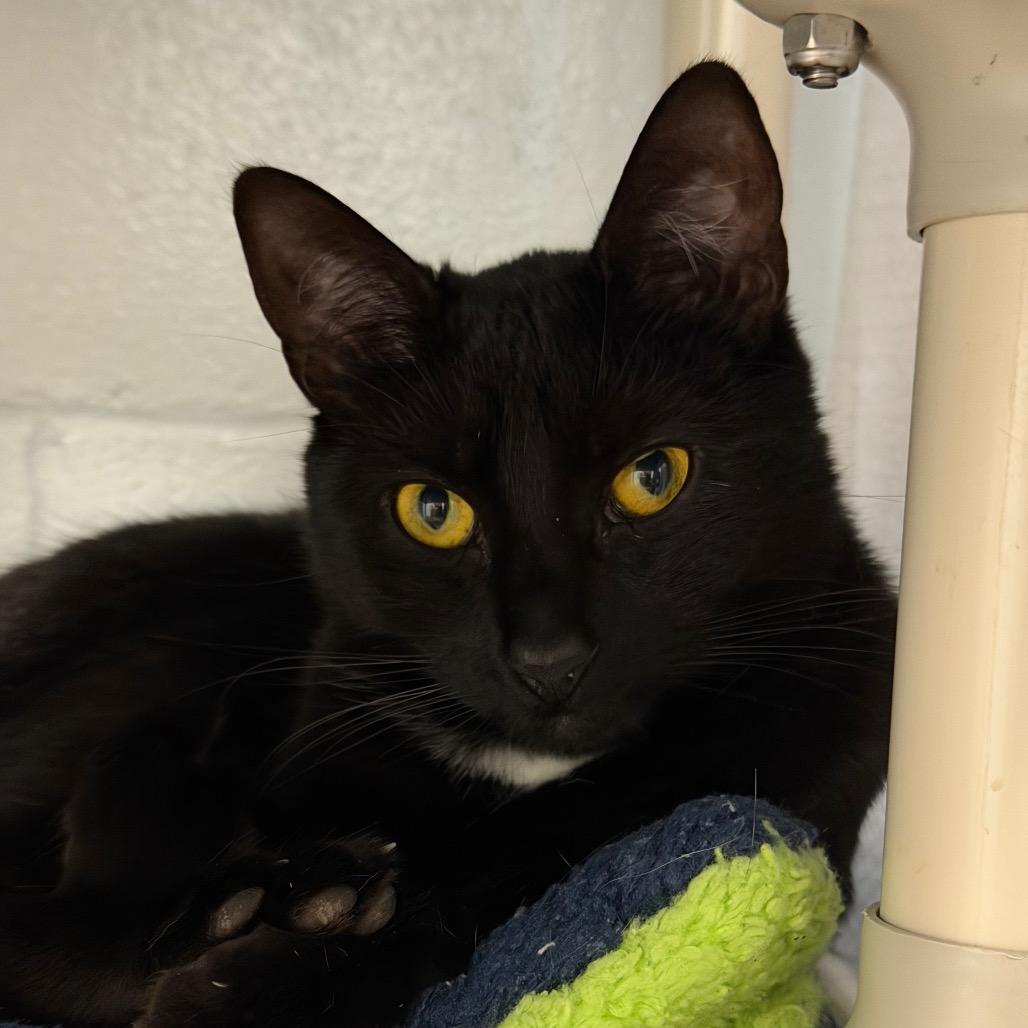 Ginger, Adoptable, Young Female Domestic Short Hair.