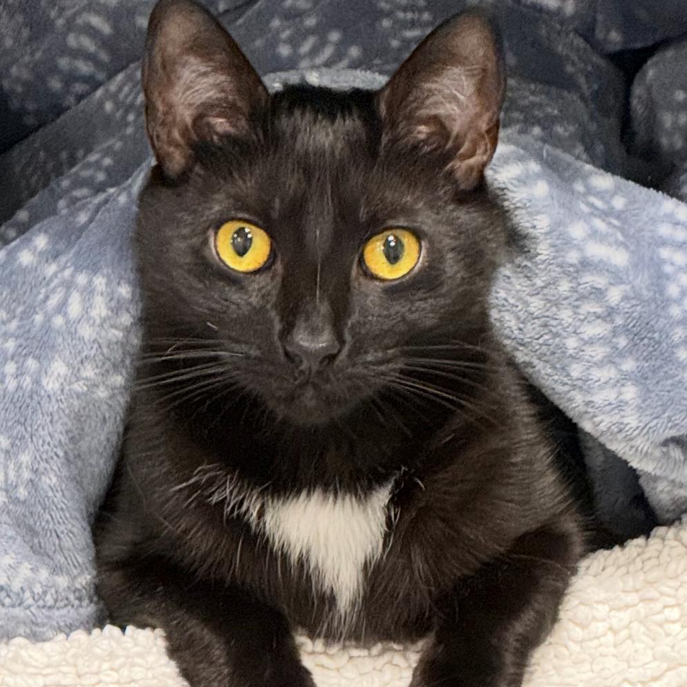 Enlarge Ginger, a Adoptable Domestic Short Hair in Hampton Bays, NY image 2/3