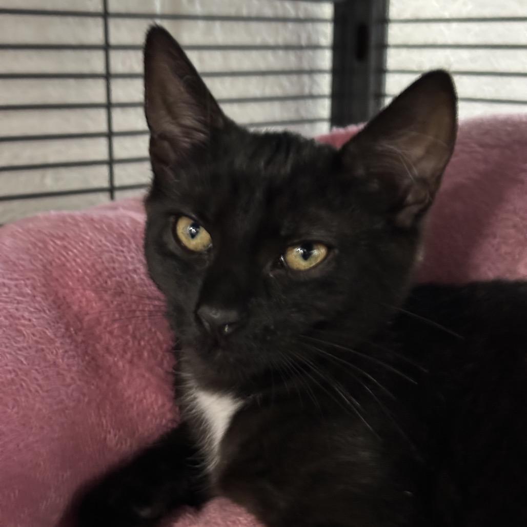 Ginger, Adoptable, Young Female Domestic Short Hair.