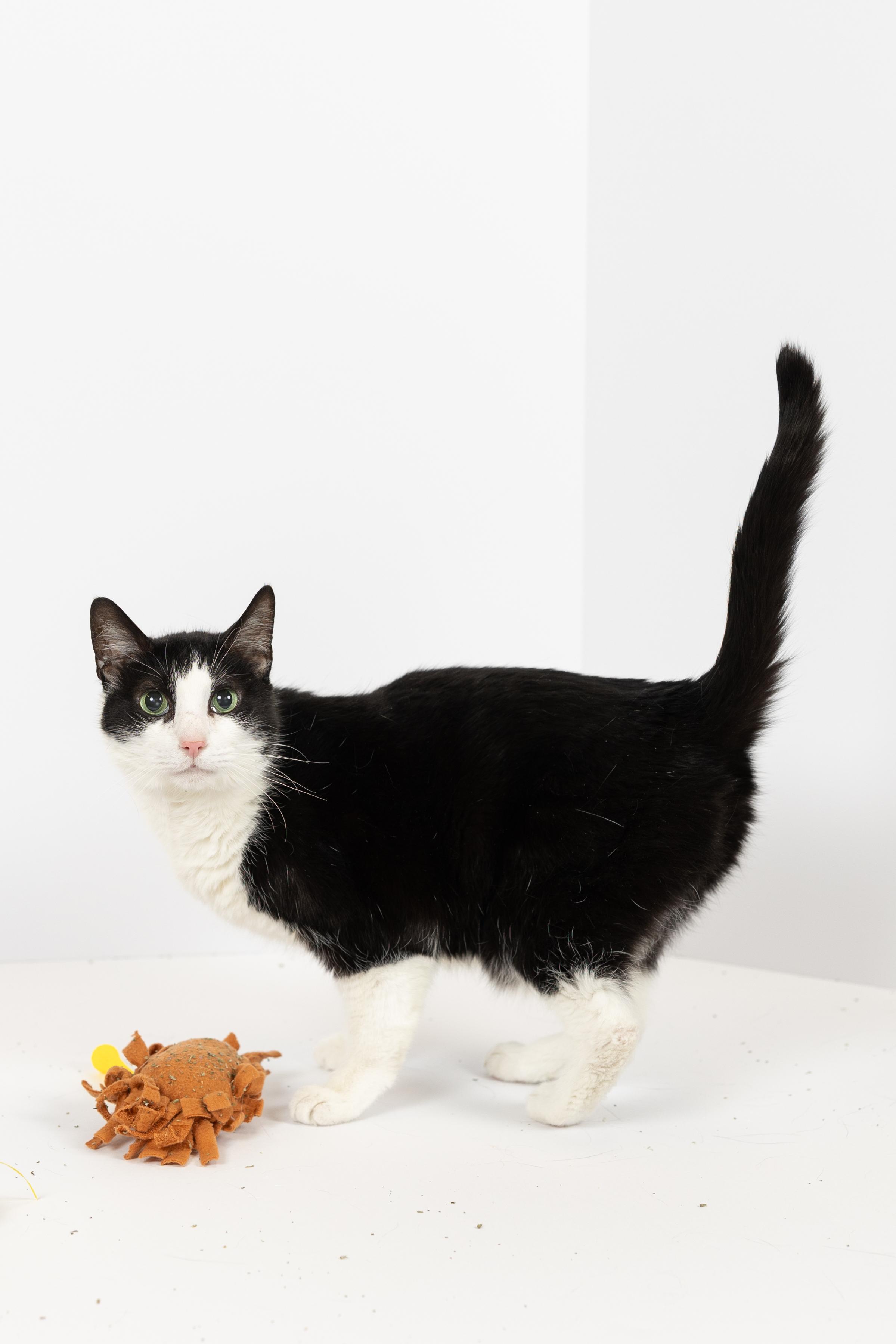 Enlarge Bud, a ADOPTABLE Tuxedo in Blair, NE image 1/1