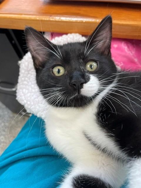 Nigel, adopted, Kitten Male Domestic Short Hair.