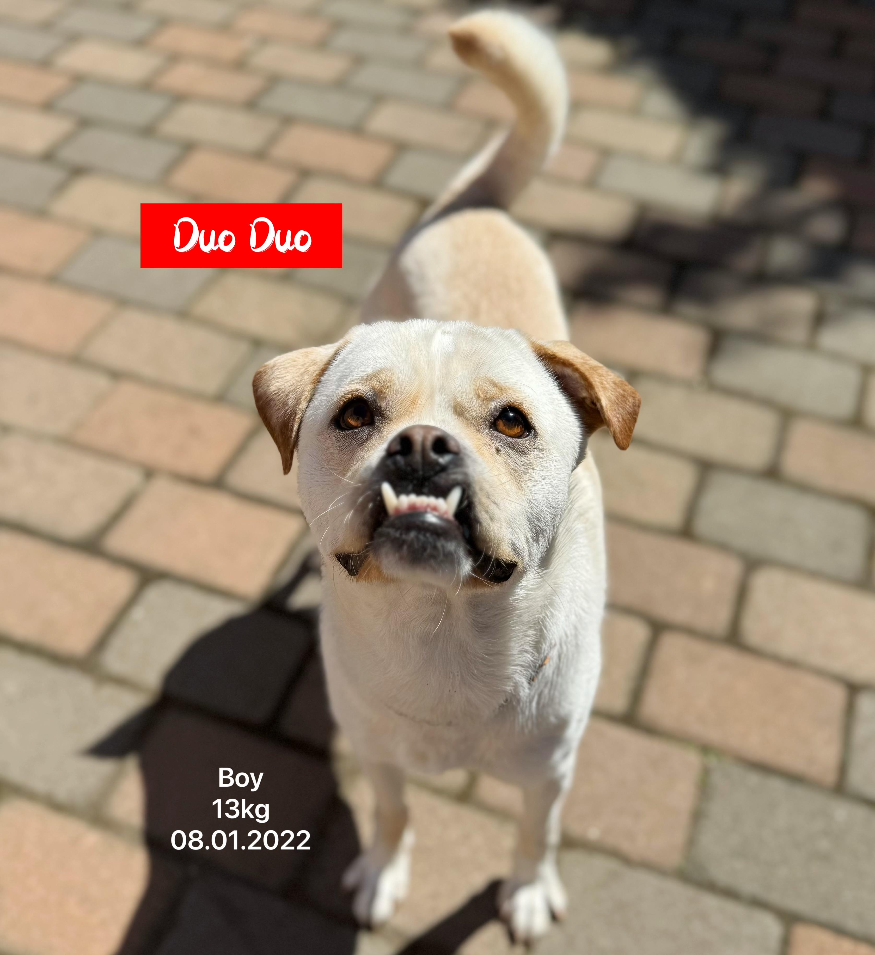 Enlarge Butch, a Adoptable mixed breed in West Hollywood, CA image 4/5