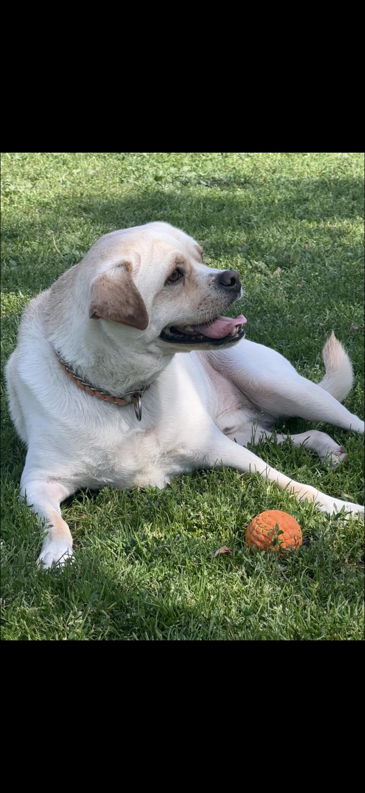 Enlarge Butch, a Adoptable mixed breed in West Hollywood, CA image 1/5