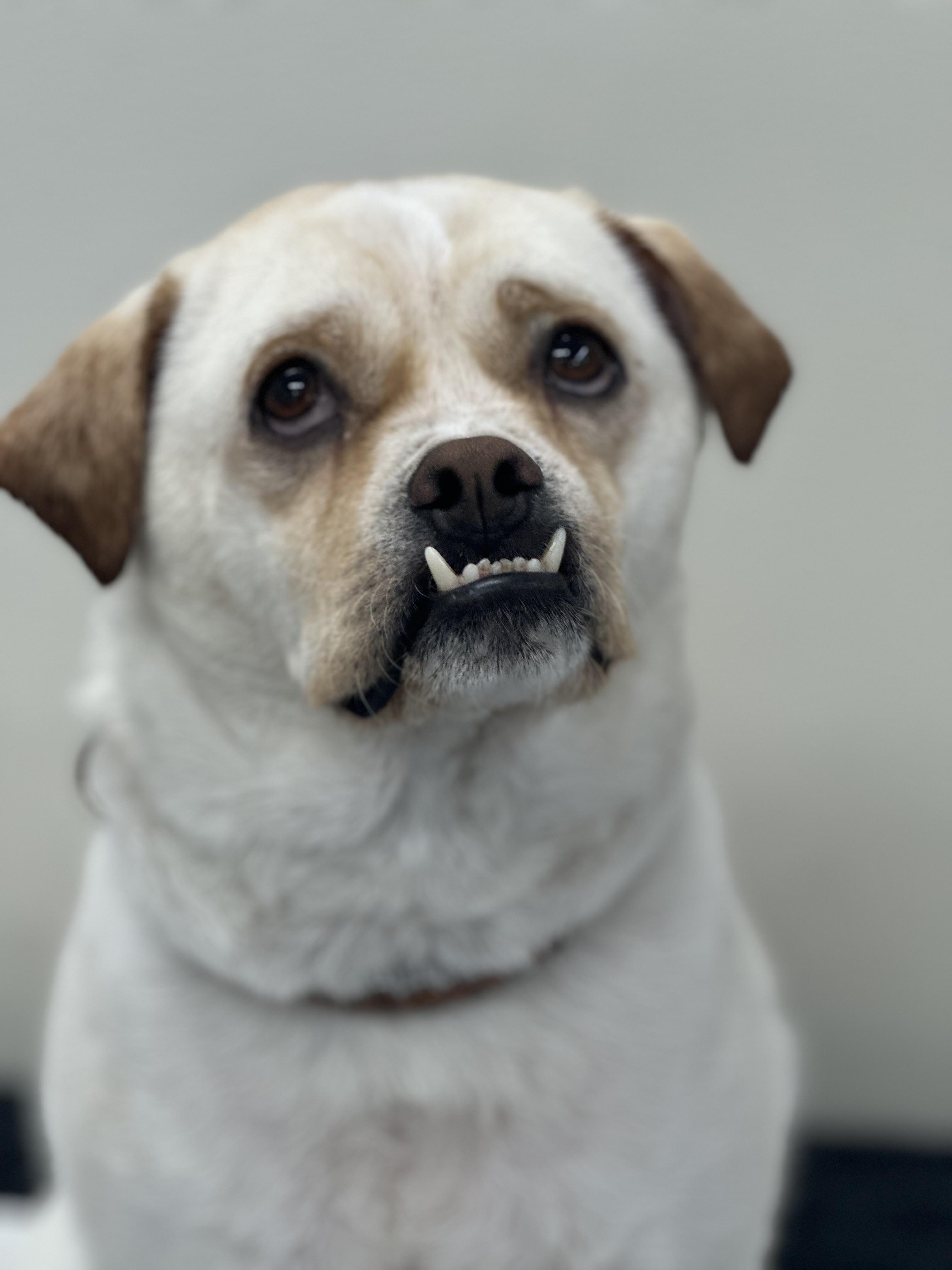Enlarge Butch, a Adoptable mixed breed in West Hollywood, CA image 3/5