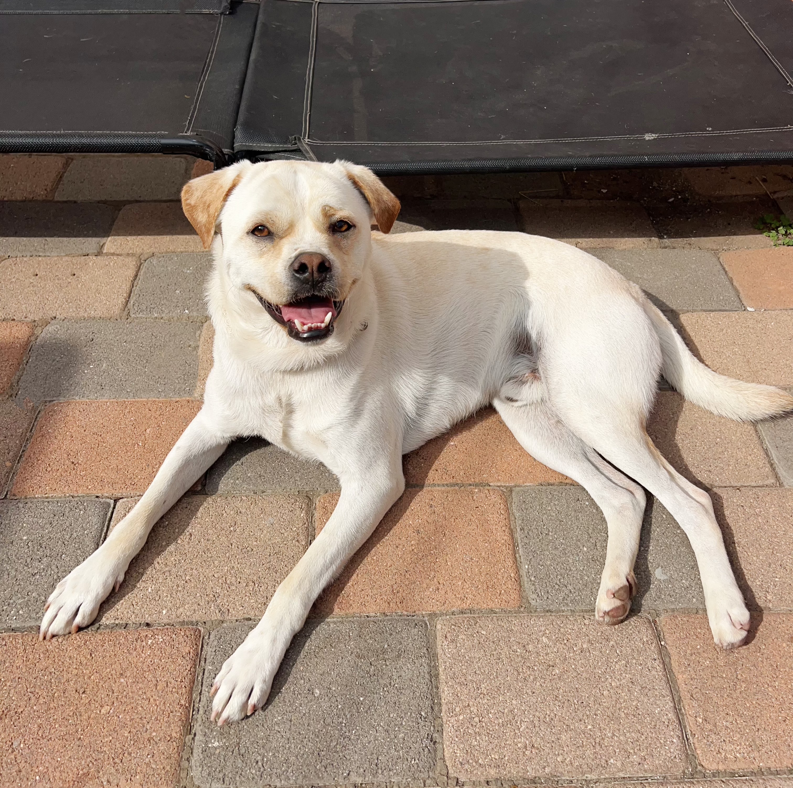 Butch, Adoptable, Young Male American Bulldog & Labrador Retriever.