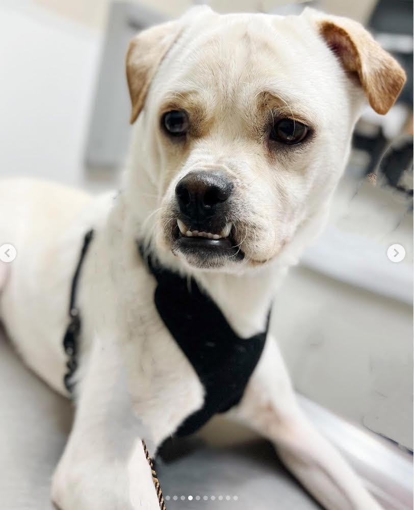Butch, Adoptable, Young Male American Bulldog & Labrador Retriever.