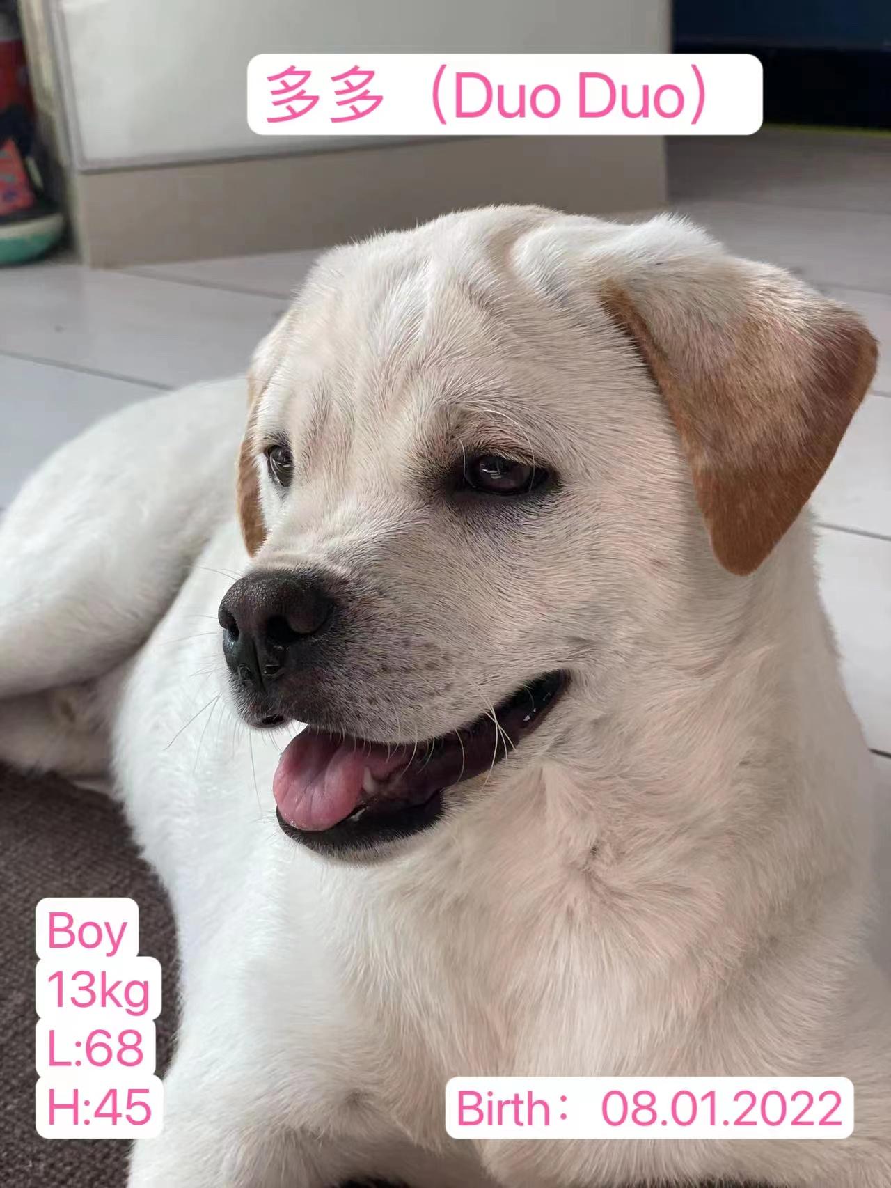 Enlarge Butch, a Adoptable mixed breed in West Hollywood, CA image 4/6