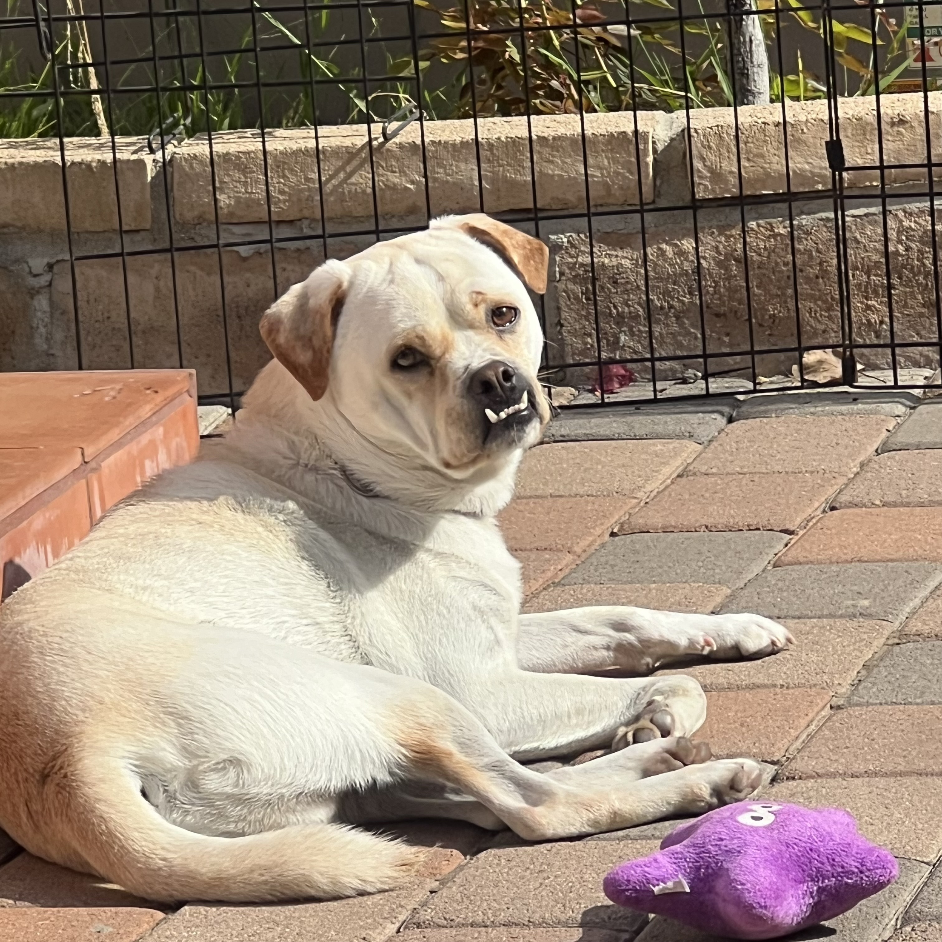 Butch, a Adoptable mixed breed in West Hollywood, CA image 4/6