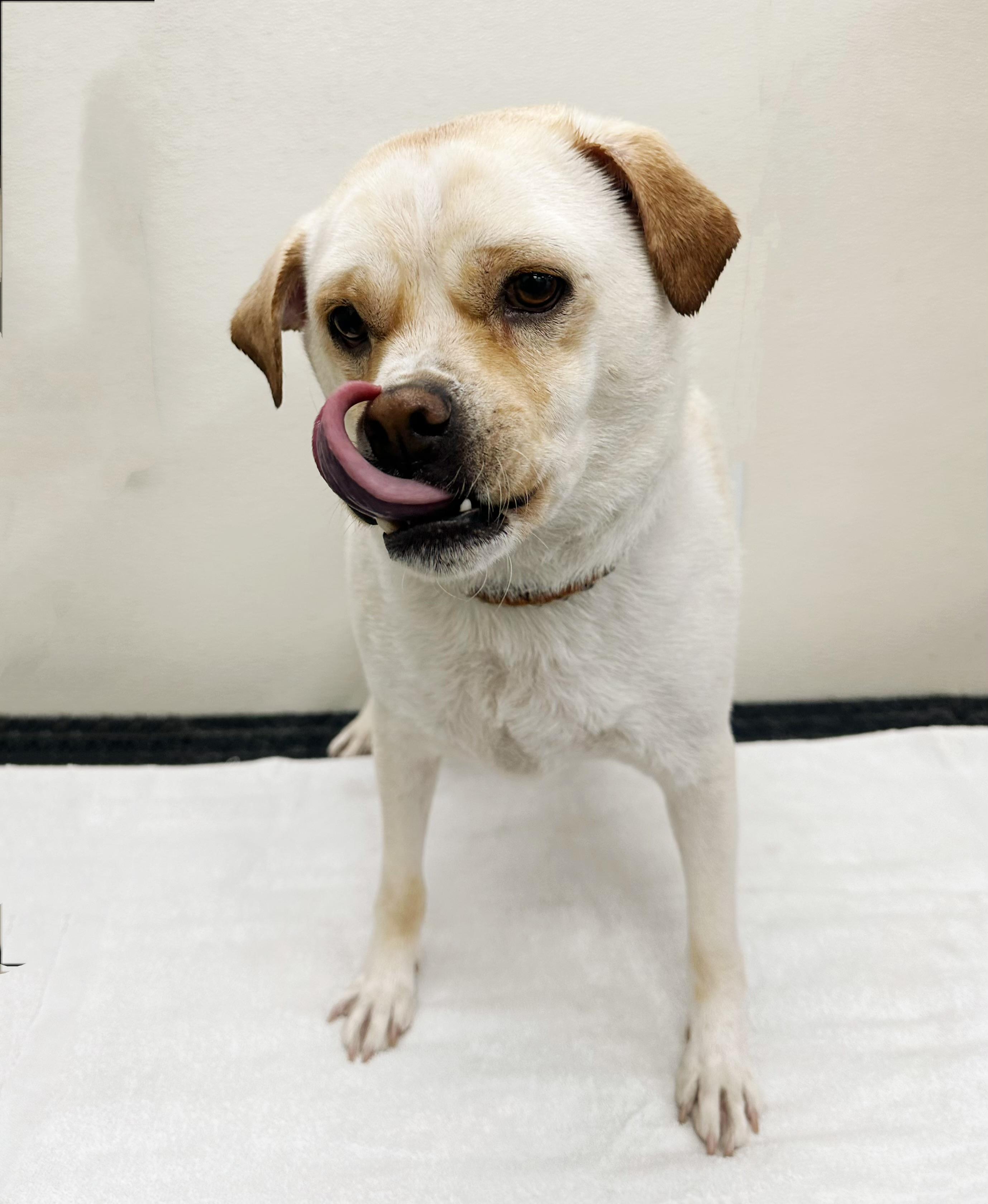 Enlarge Butch, a Adoptable mixed breed in West Hollywood, CA image 2/5