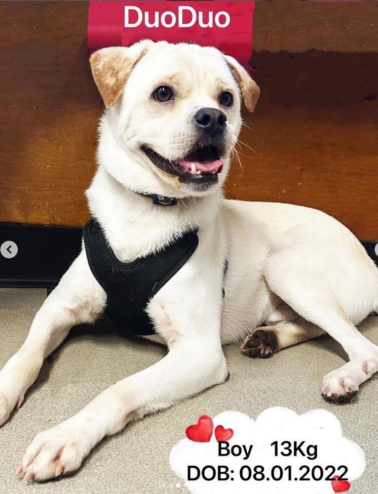 Butch, a Adoptable mixed breed in West Hollywood, CA image 5/6