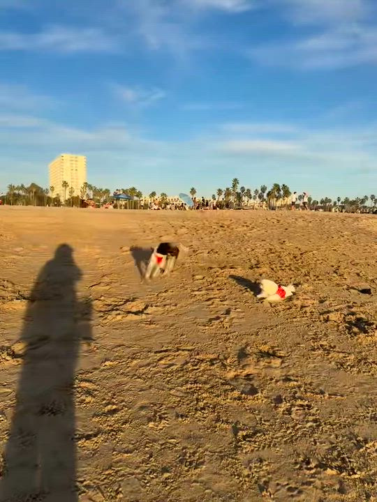 Enlarge Butch, a Adoptable mixed breed in West Hollywood, CA video 5/5