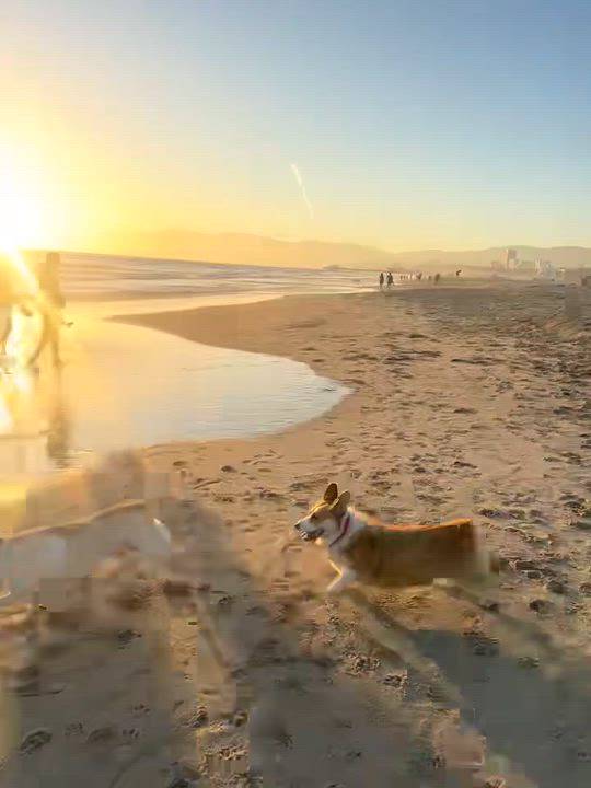 Enlarge Butch, a Adoptable mixed breed in West Hollywood, CA video 6/6