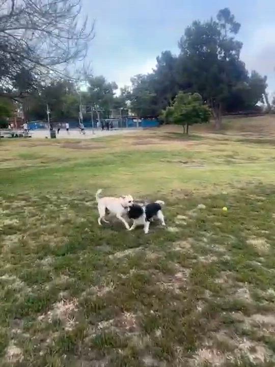 Enlarge Butch, a Adoptable mixed breed in West Hollywood, CA video 6/6