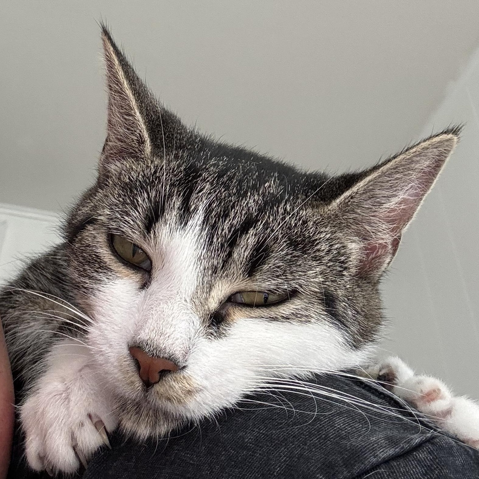 Carmela, Adoptable, Young Female Domestic Short Hair.