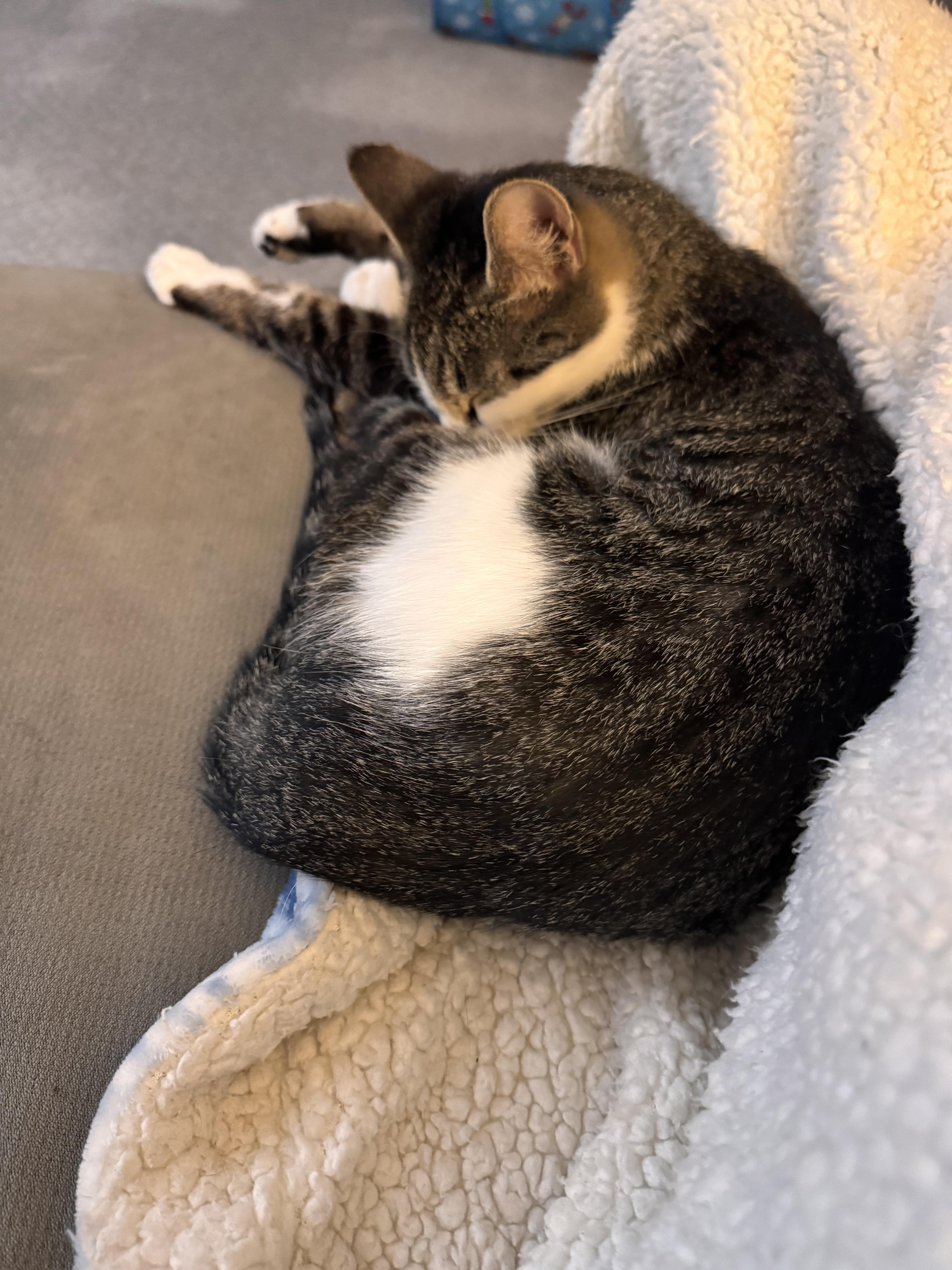 Enlarge Carmela, a Adoptable Domestic Short Hair in Andover, CT image 6/6