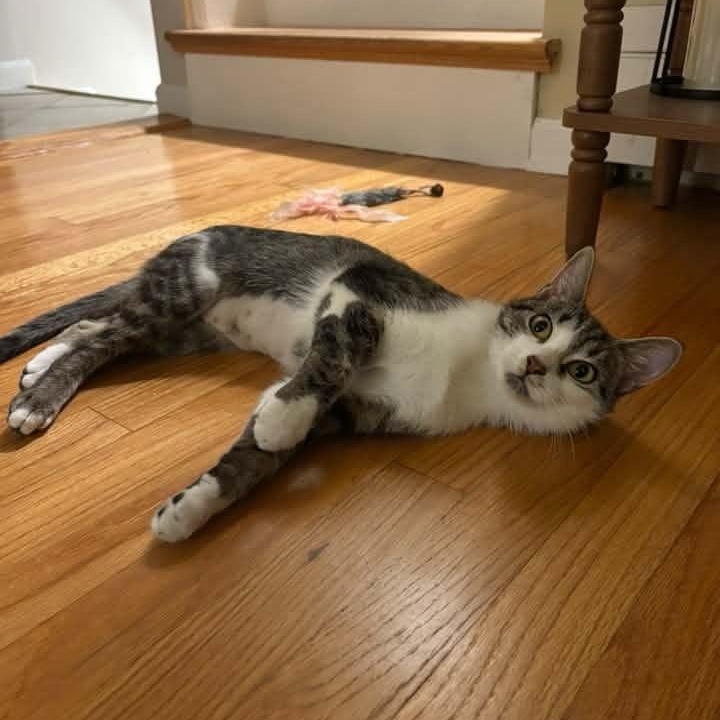 Enlarge Carmela, a Adoptable Domestic Short Hair in Andover, CT image 2/6