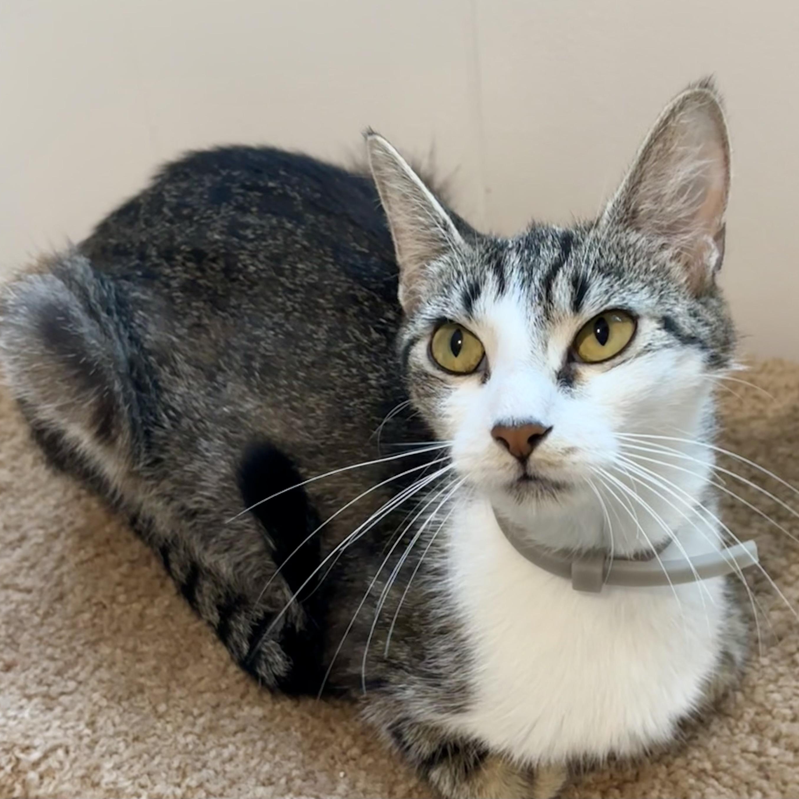Enlarge Carmela, a Adoptable Domestic Short Hair in Andover, CT image 3/6