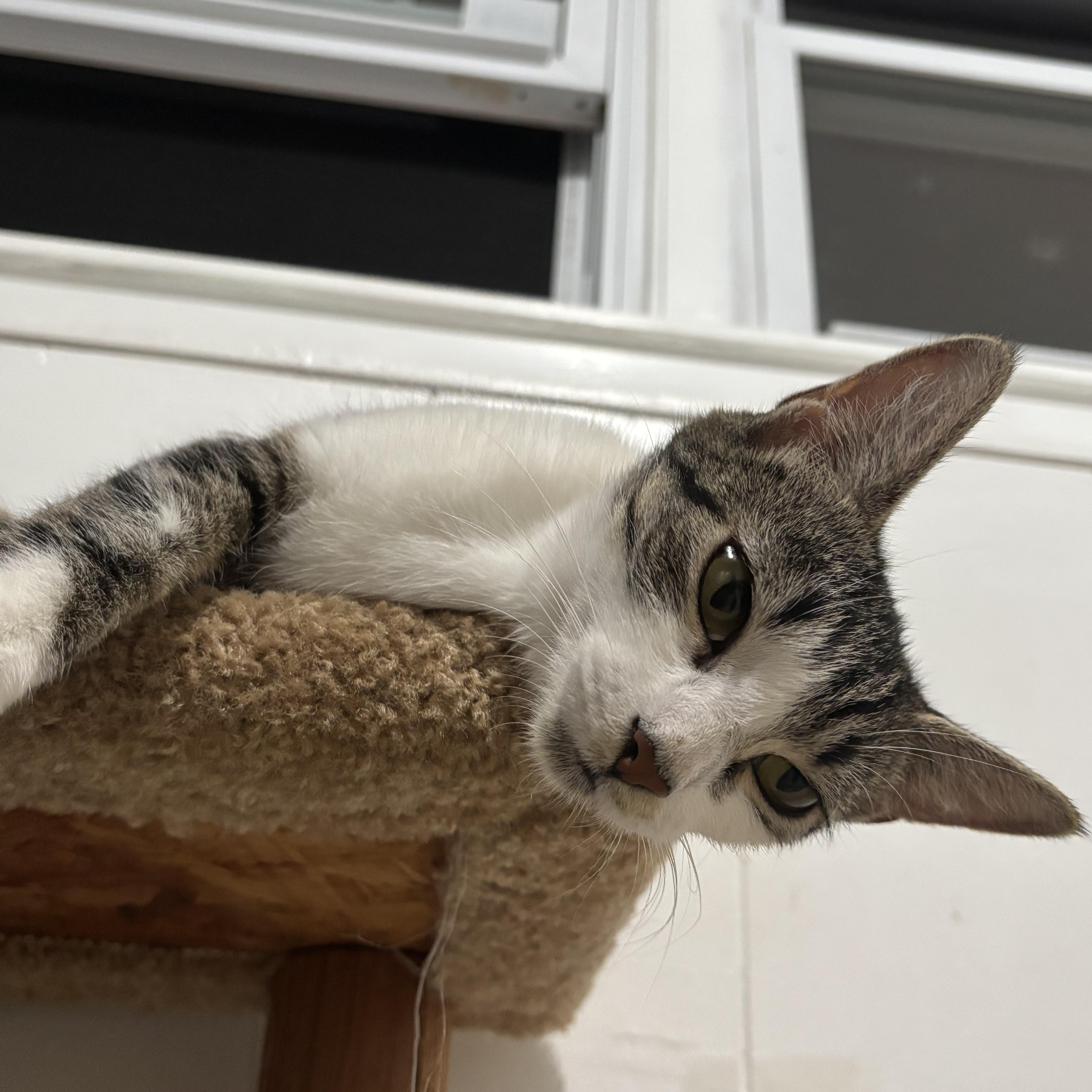 Enlarge Carmela, a Adoptable Domestic Short Hair in Andover, CT image 4/6