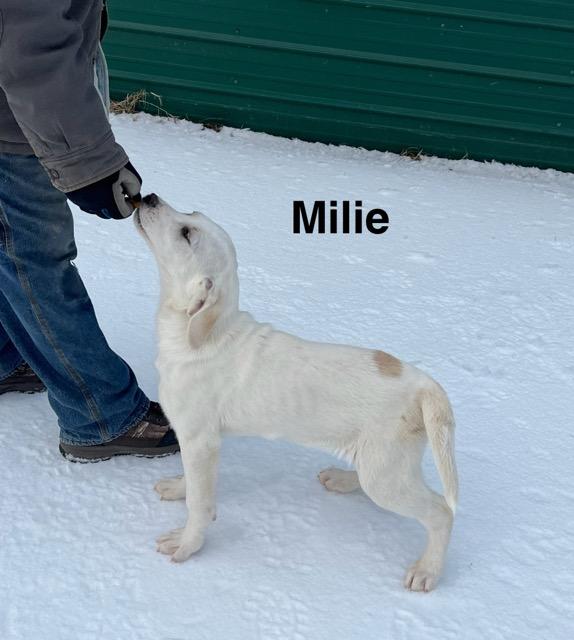 Enlarge Millie , an adopted mixed breed in Medfield, MA image 3/3