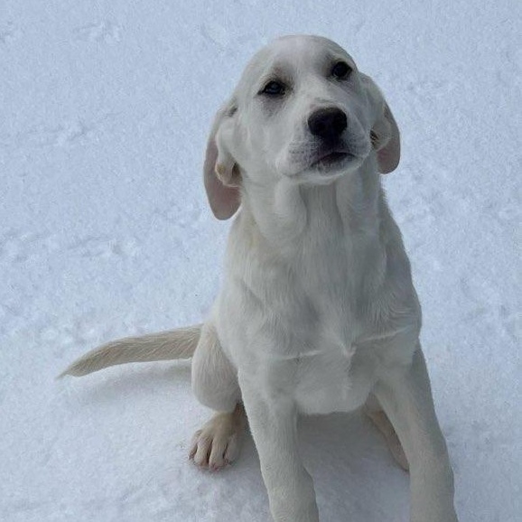 Enlarge Millie , an adopted mixed breed in Medfield, MA image 2/3