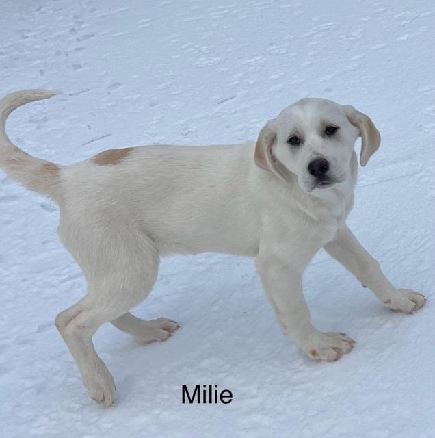 Millie , adopted, Puppy Female Labrador Retriever.