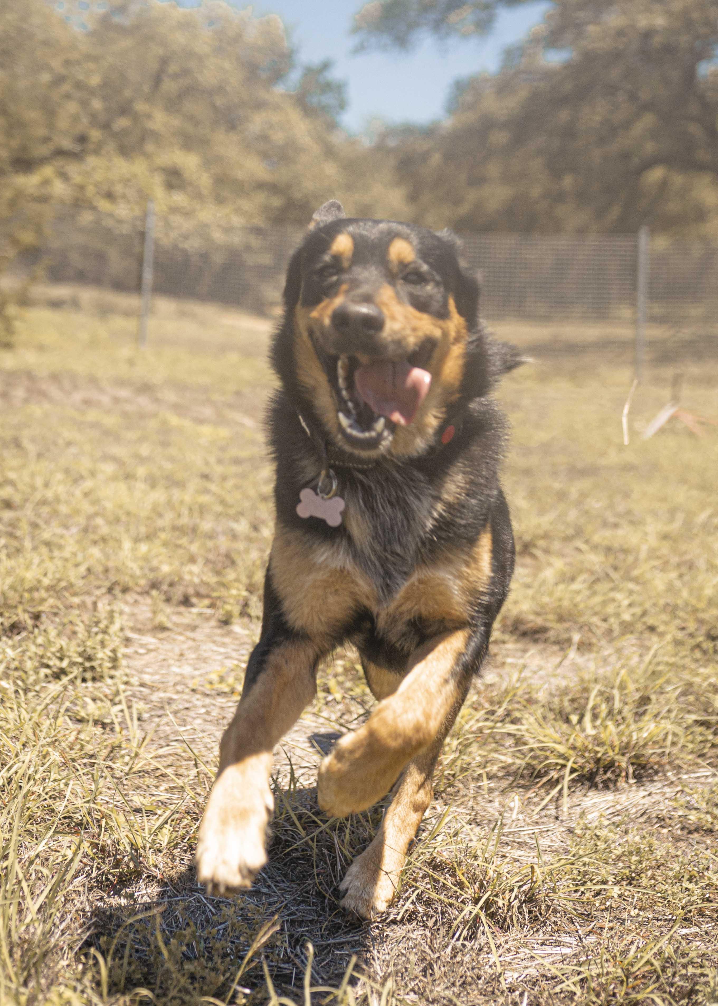 Nike, a ADOPTABLE mixed breed in Driftwood, TX image 3/6