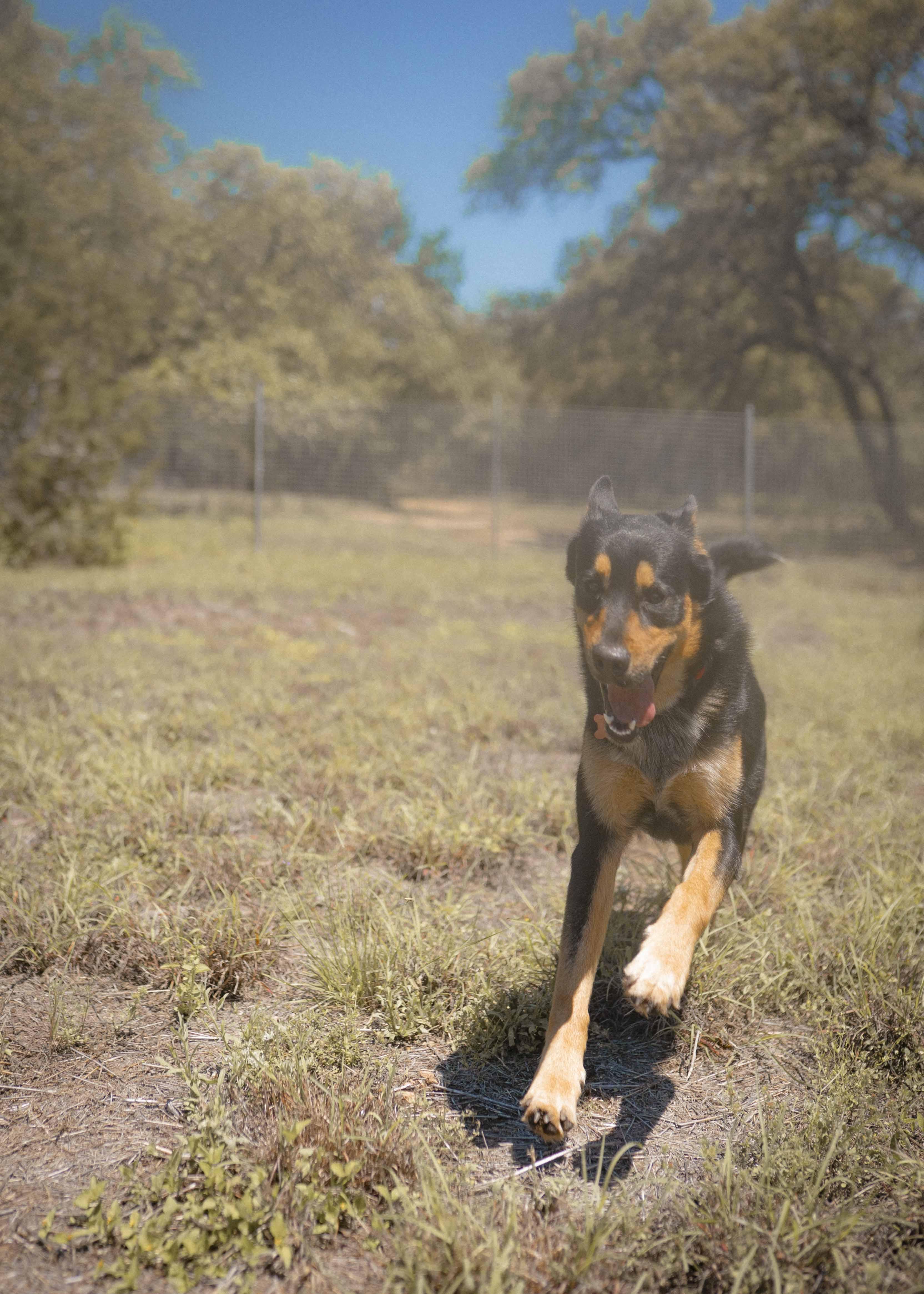 Nike, a ADOPTABLE mixed breed in Driftwood, TX image 5/6