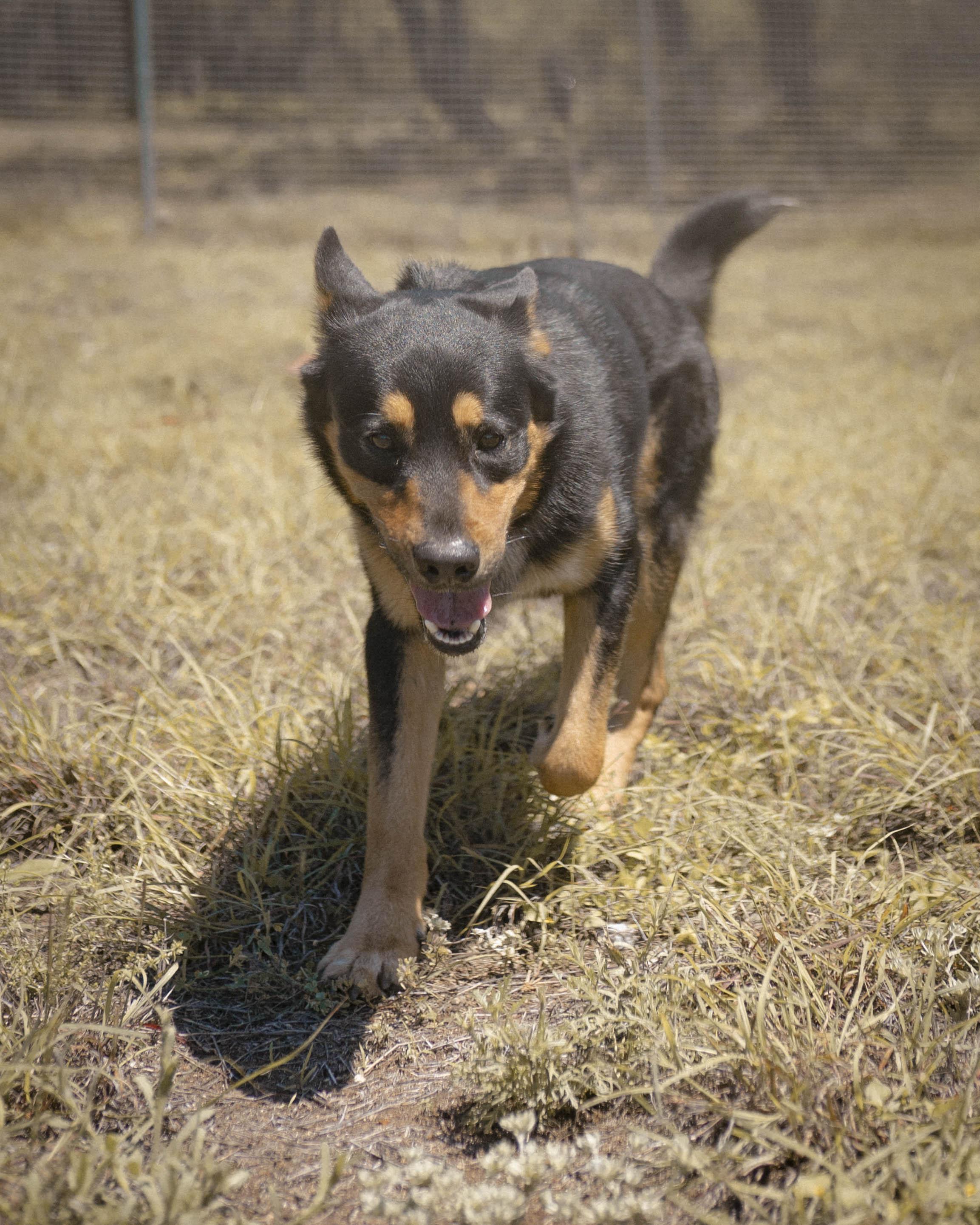 Nike, a ADOPTABLE mixed breed in Driftwood, TX image 4/6