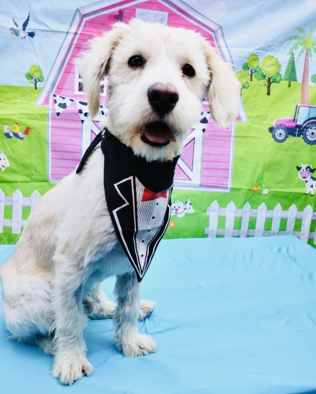 Dog for adoption Renato, a Terrier & Poodle Mix in Calais , ME