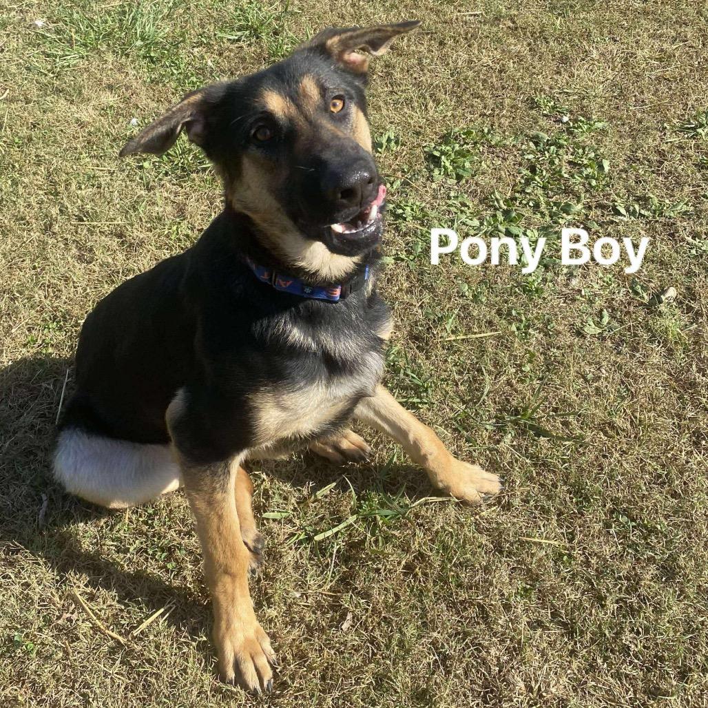 Pony Boy, Adoptable, Adult Male Shepherd & German Shepherd Dog.