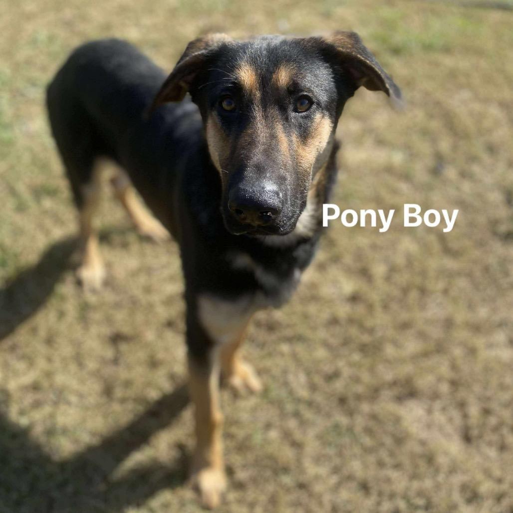 Pony Boy, a Adoptable mixed breed in Carmel, IN image 2/6