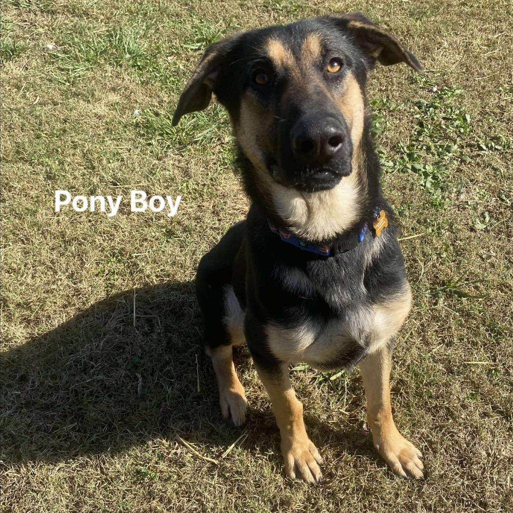 Pony Boy, a Adoptable mixed breed in Carmel, IN image 3/6