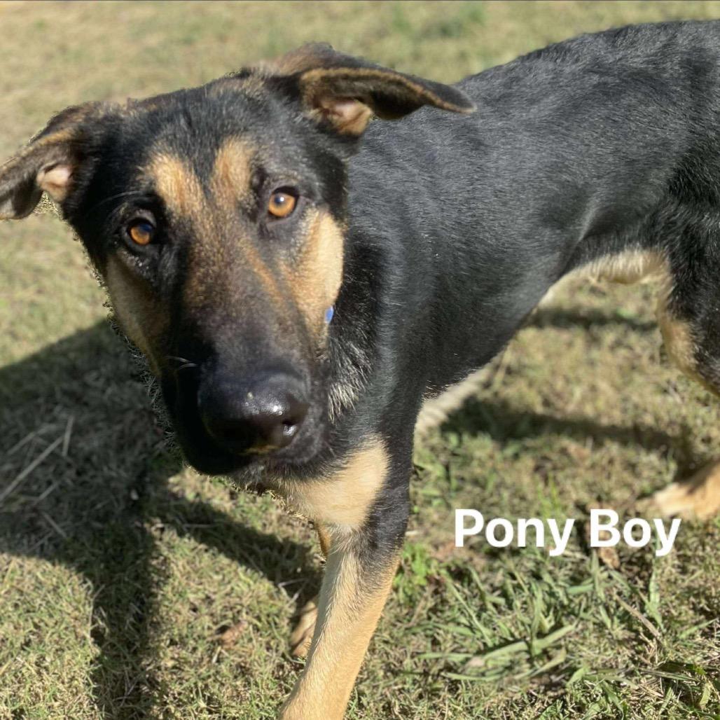 Pony Boy, a Adoptable mixed breed in Carmel, IN image 4/6