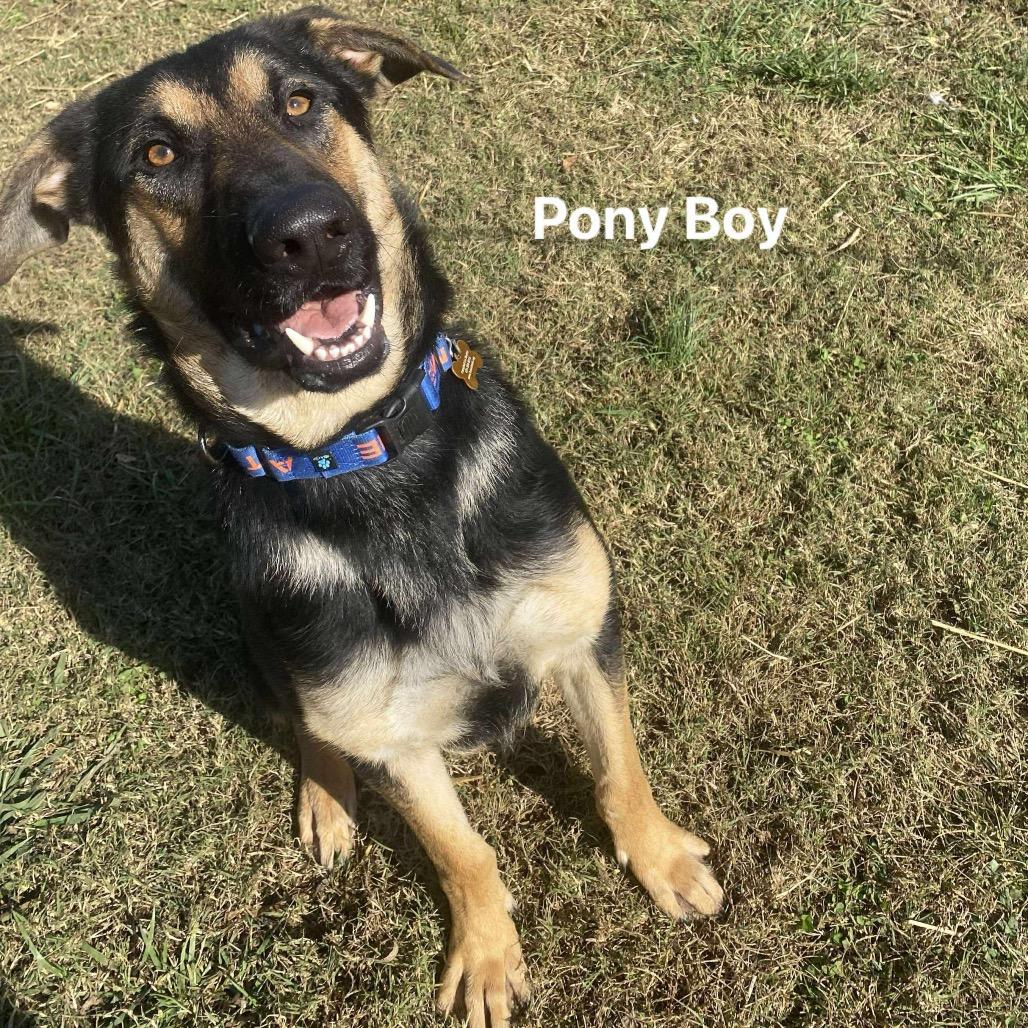 Pony Boy, a Adoptable mixed breed in Carmel, IN image 5/6
