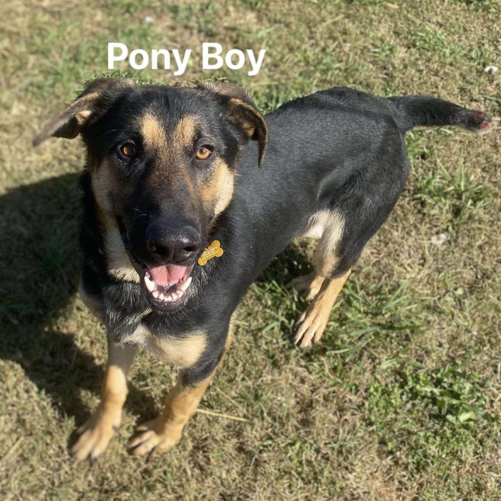 Pony Boy, a Adoptable mixed breed in Carmel, IN image 6/6