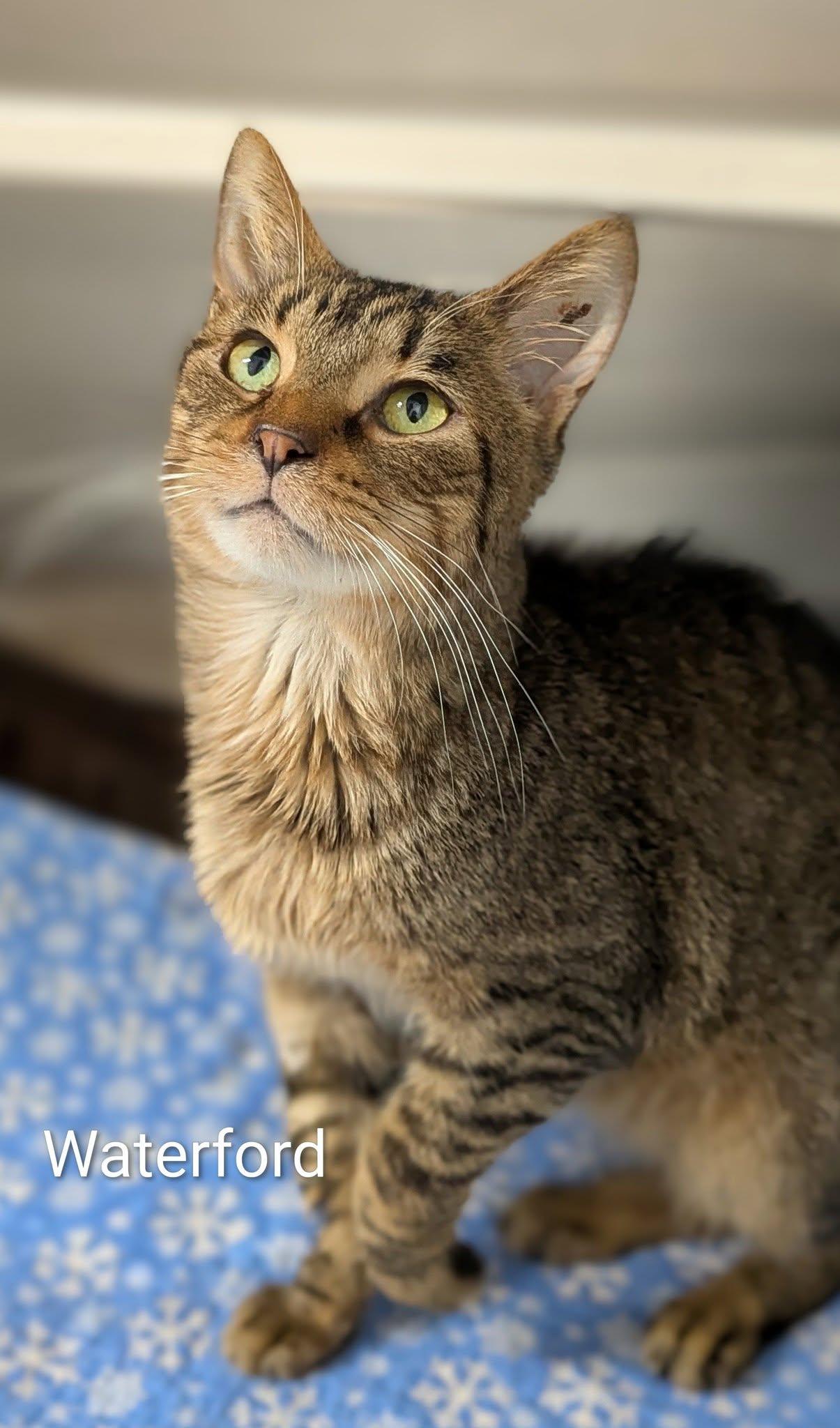 Enlarge Waterford, an adopted Domestic Short Hair in Flint, MI image 1/1