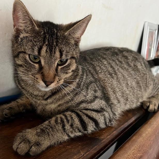 Mickey, Adoptable, Young Male Tabby & Domestic Short Hair.