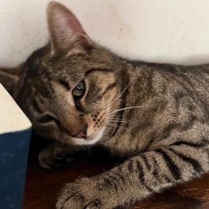 Mickey, a Adoptable mixed breed in Water Valley, MS image 2/2