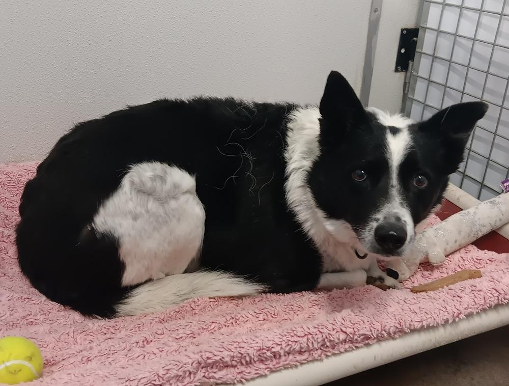 Nezzer, Adoptable, Adult Male Border Collie & Hound.