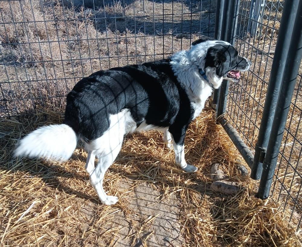 Enlarge Nezzer, a Adoptable mixed breed in Challis, ID image 2/6