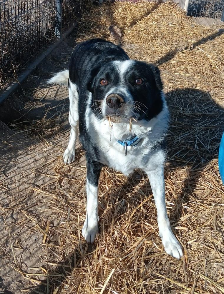 Enlarge Nezzer, a Adoptable mixed breed in Challis, ID image 3/6